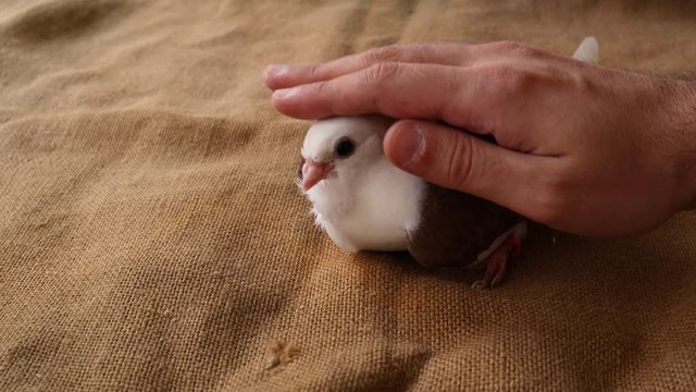 A hand caresses the little young pigeon indoor on a retro woven background. Animal and pet concept. Close up, selective focus
