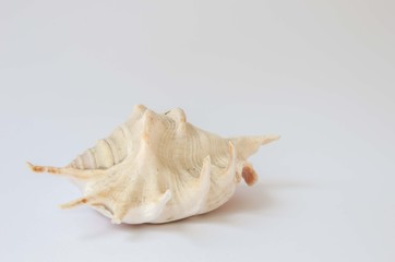 White shell. Sea shell background. Tourism sea shell.