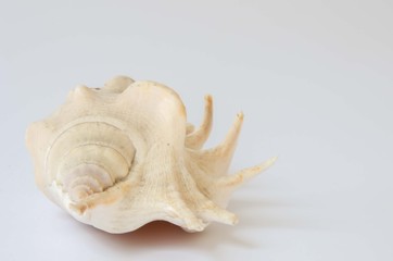 White shell. Sea shell background. Tourism sea shell.