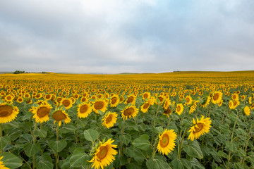 field of sunflowers and blue sky