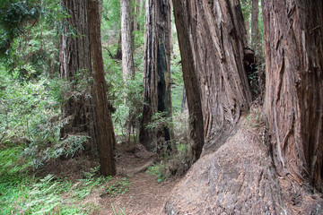 Coastal Redwood trees in California