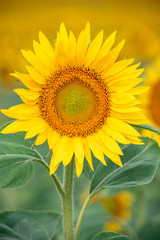 Fototapeta premium sunflower on a field