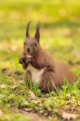 Naklejka na ściany i meble squirrel eating on the grass