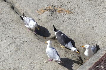 Seagulls on the beach