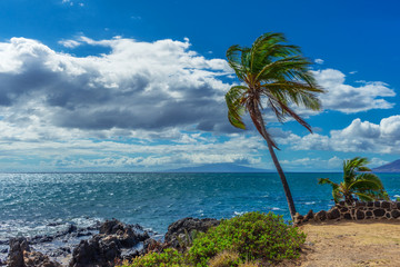 A view of the island of Lanai from the shore of Kihei, Hawaii with a palm tree blowing in the trade...