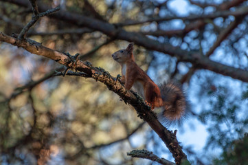 Wiewiórka na gałęzi © Tomasz