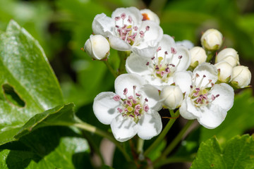 Close up of mayflower (crataegus laevigata) blossom