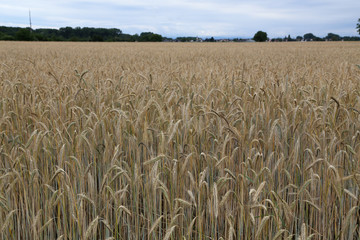 Naklejka premium Golden ears of wheat growing in the field