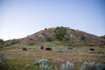 Obraz premium Buffalo on hill in early morning