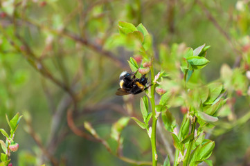 an insect collecting nectar from a flower