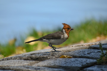 fledgling of red-crested cardinal (Paroaria coronata)
