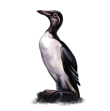 murre, uria aalge