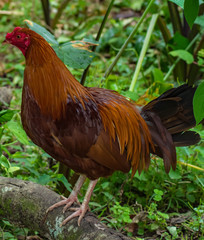 Fighting rooster with red feathers