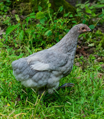Gray backyard hen raised for meat and egg production