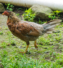 Fine hen for raising fighting cocks