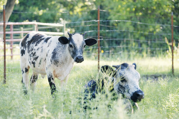 Two spotted calves in green field relaxing on farm.