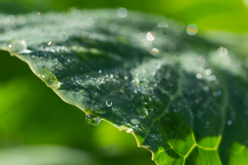 Lush foliage of vegetables reflecting the sunlight in selective focus.