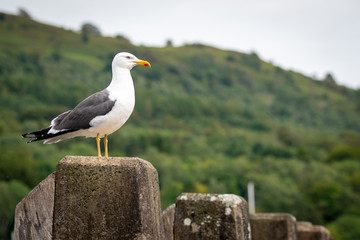 black headed gull