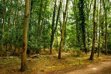 Path in forest. Summer time.