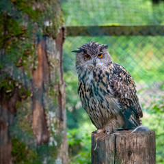 great horned owl