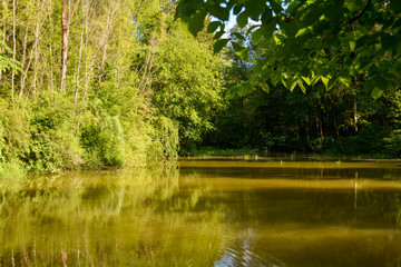 A small lake  with  forest in the sunlight