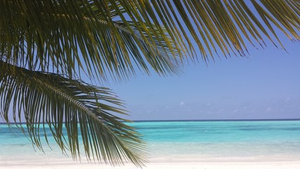 Naklejka premium palm tree on the beach