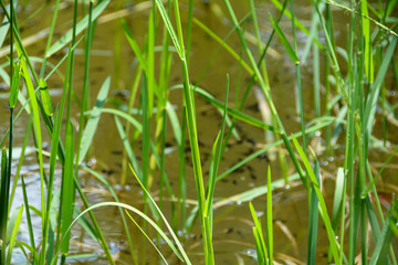 Tall grass on a lake