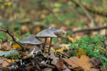 inedible mushrooms in the forest