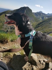 dog in the mountains