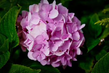 Blue and violet hortensia hydrangea flower (Hydrangea macrophylla) in the garden, background