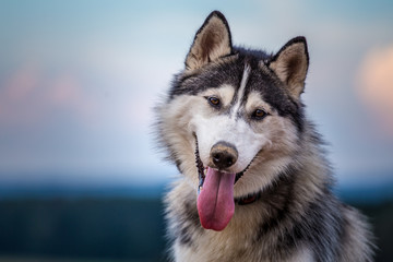 Fototapeta premium siberian husky portrait in nature
