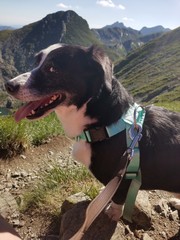 dog in the mountains