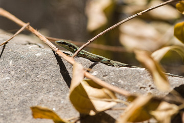 A small lizard sunbathes in the sun.