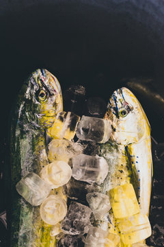 Set of fish after they have been caught