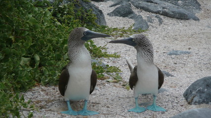 blue footed boobie