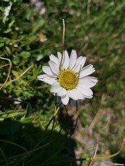 white daisy flower