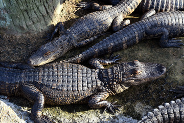 Alligators on a Riverbank