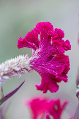 Fototapeta premium Pink Cockscomb flower of lush magenta color in selective focus.