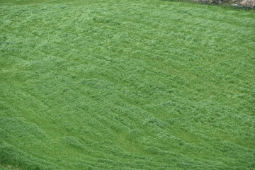 緑のジュータン　風にそよぐ草原