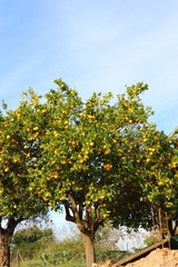 Fototapeta na wymiar Clementine tree full of fruit