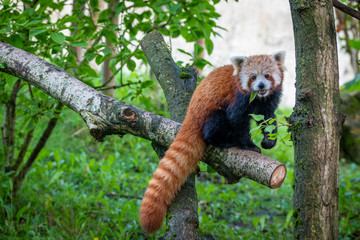 red panda in tree