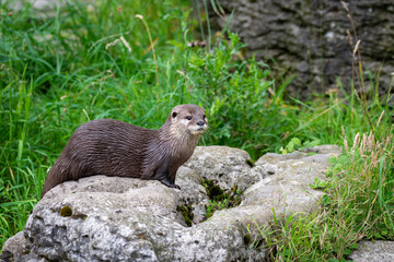 marmot in the grass