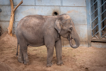 Fototapeta premium elephant in zoo