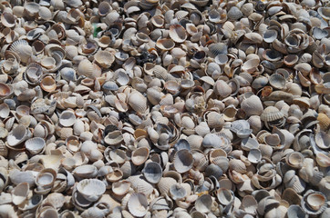 Background of sea shells, coastal line, covered with shells.