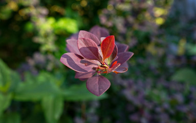 Fototapeta premium pink and yellow flower