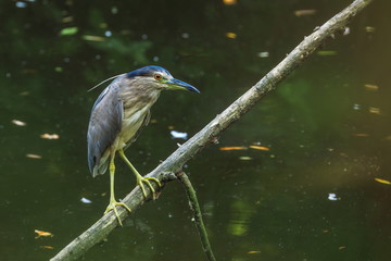 Black-crowned night heron, Nycticorax nycticorax, perched on branch above dark lake. Bird in habitat. Wildlife scene from nature. Also known as black-capped night heron.