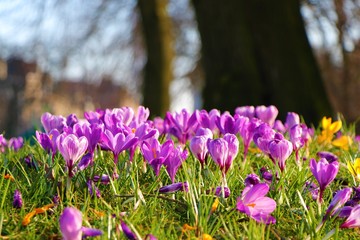 closeup on purple flowers