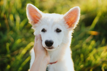 Naklejka na ściany i meble Woman hand caressing cute white puppy face in warm sunset light in summer meadow. Portrait of adorable fluffy puppy with sweet eyes. Adoption concept