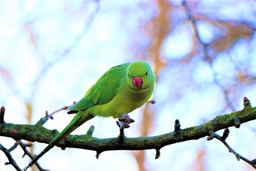 green parrot on branch