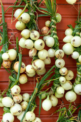 A bunch of white onions hangs on a wooden terracotta or orange wall. The concept of traditional village life, farming, harvesting. Close-up